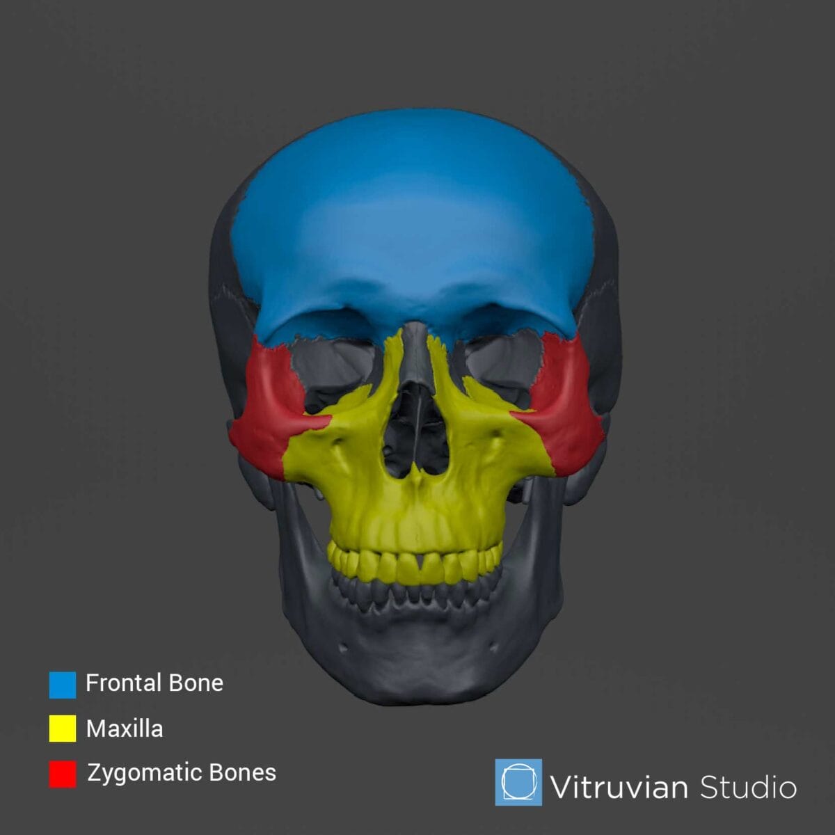 Diagram showing the bony structures surrounding the eye socket.