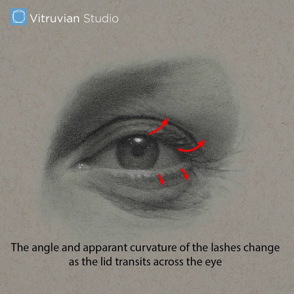 This shot of the drawing of the eye shows how the angle and apparent curvature of the lashes changes as the lid transits across the eye.