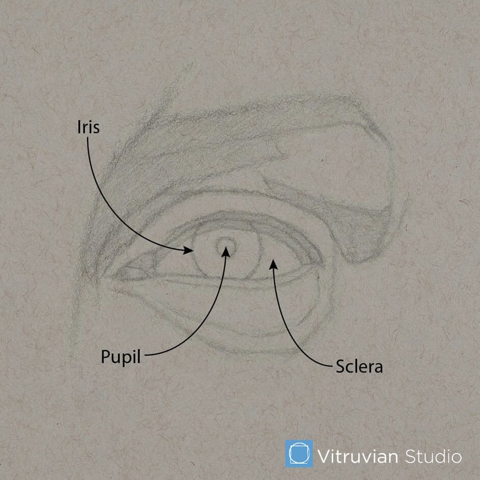 The next stage of the demonstration drawing, with the iris, pupil and sclera (white of the eye) indicated.