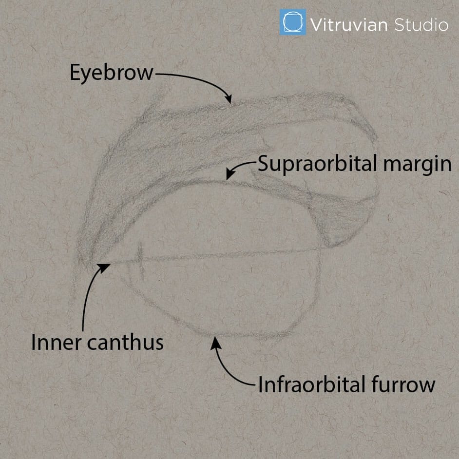 Early block-in drawing showing the same features diagramed on the reference: eyebrow, supraorbital margin, inner canthus, infraorbital furrow.